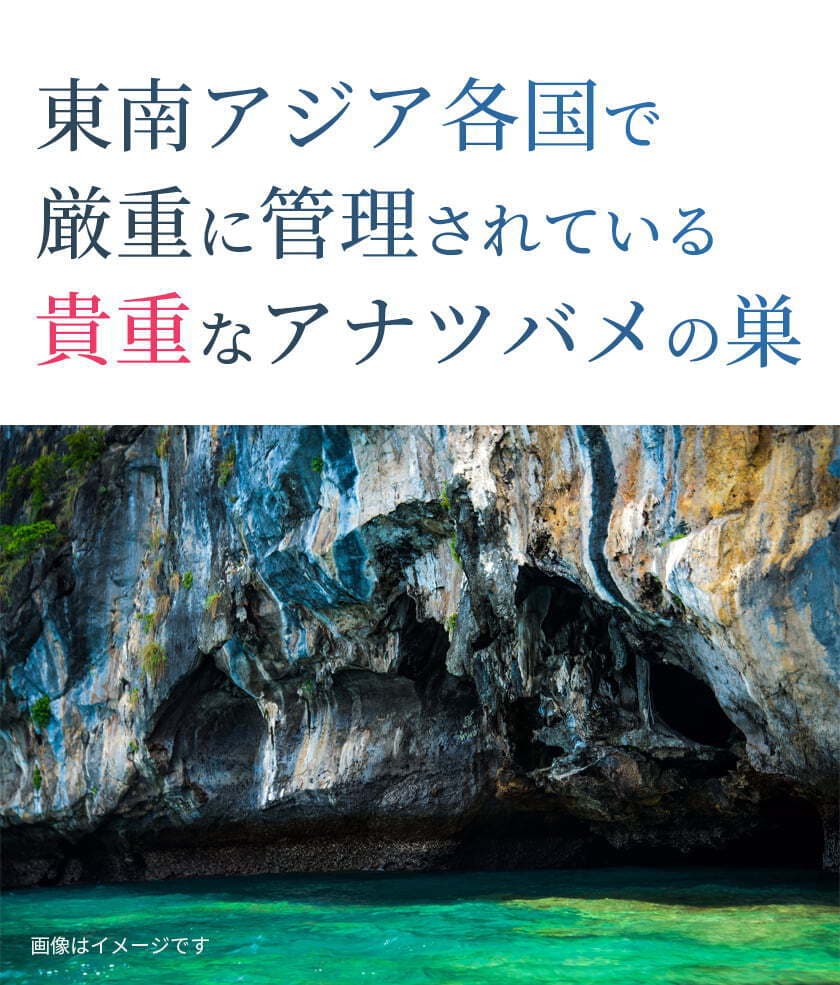 東南アジア各国で厳重に管理されている貴重なアナツバメの巣