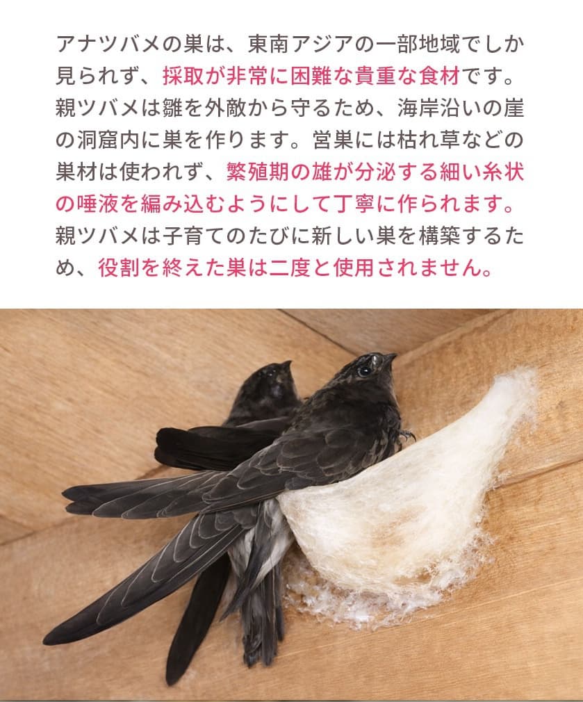 アナツバメの巣は、東南アジアの一部地域でしか見られず、採取が非常に困難な貴重な食材です。親ツバメは雛を外敵から守るため、海岸沿いの崖の洞窟内に巣を作ります。営巣には枯れ草などの巣材は使われず、繁殖期の雄が分泌する細い糸状の唾液を編み込むようにして丁寧に作られます。親ツバメは子育てのたびに新しい巣を構築するため、役割を終えた巣は二度と使用されません。